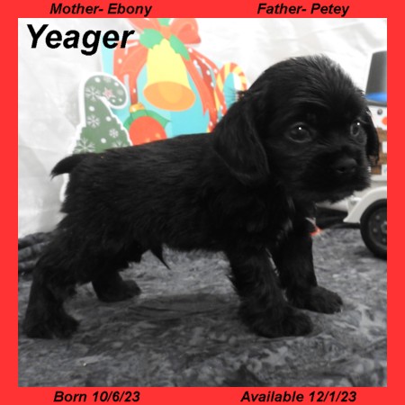 puppy, for, sale, Cocker Spaniel, Joe & Cherri  Overlease, dog, breeder, Miller, MO, dog-breeder, puppy-for-sale, forsale, nearby, find, puppyfind, locator, puppylocator, aca